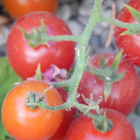 Prázdninový dům Pervoli Faliraki