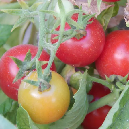 Prázdninový dům Pervoli