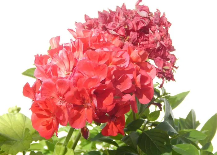 Pervoli 度假居 法里拉基