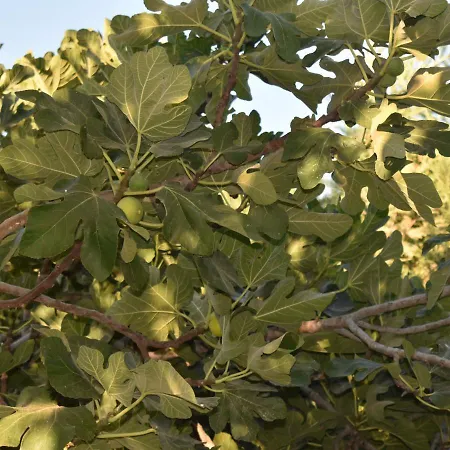 Сasa de vacaciones Pervoli *