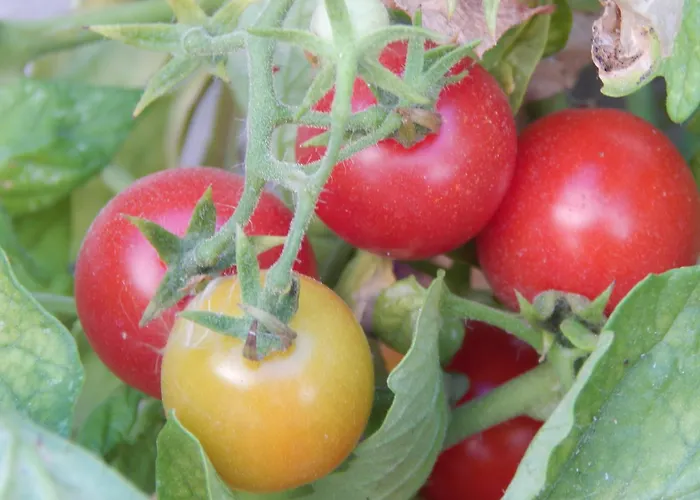 Casa de Férias Pervoli