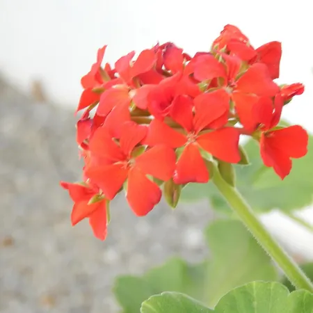 Pervoli *