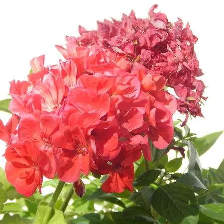 Pervoli Nyaraló Faliráki