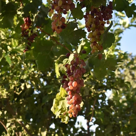 Hébergement de vacances Pervoli Faliraki